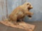 Porcupine Full Body Taxidermy Mount