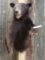 Black Bear Half Body Taxidermy