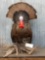 Strutting Turkey Full Body Taxidermy