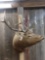 Bugling Elk Shoulder Mount Taxidermy