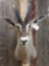 African Roan Antelope Shoulder Mount Taxidermy