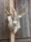 Caribou Shoulder Mount