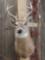 Whitetail Deer Shoulder Mount Taxidermy