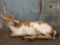 Piebald Whitetail Fawn Full Body Taxidermy Mount