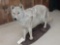 Shaggy Coyote Full Body Taxidermy Mount