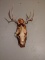 Mule Deer Antlers & Black Bear Skull On Plaque Taxidermy