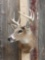 4x4 Whitetail Shoulder Mount Taxidermy