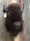 American Bison Buffalo Shoulder Mount Taxidermy