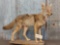 Coyote Full Body Taxidermy Mount