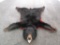 Canadian Spring Black Bear Rug Taxidermy