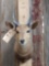 African Bushbuck Shoulder Mount Taxidermy