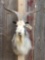 Angora Cross Goat Shoulder Mount Taxidermy