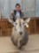 African Eland Shoulder Mount Taxidermy