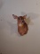 Whitetail Doe Shoulder Mount Taxidermy