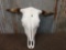 Brahma Bull Skull Taxidermy