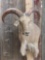 Aoudad Sheep Shoulder Mount Taxidermy