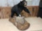 Black Bear Full Body Taxidermy Mount