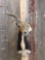 African Black Lechwe Shoulder Mount Taxidermy