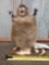 Karate Muskrat Full Body Taxidermy Mount