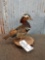 Mandarin Duck Full Body Taxidermy