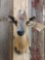 African Red Duiker Shoulder Mount Taxidermy