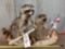 2 Raccoons Fishing In A Birch Bark Canoe Taxidermy