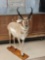 Pronghorn Antelope Full Body Taxidermy Mount