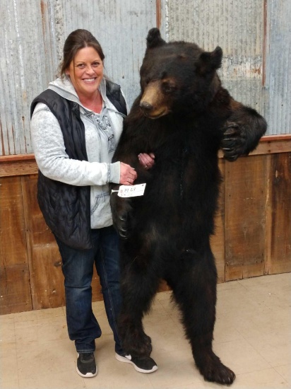 Black Bear Full Body Taxidermy Mount