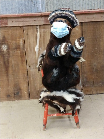 It's The Bernie Bear ! Taxidermy