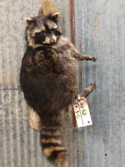 Raccoon Hanging On Driftwood Taxidermy