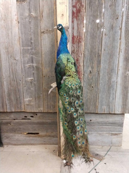 Peacock Full Body Taxidermy Mount