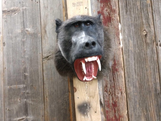 African Baboon Shoulder Mount Taxidermy
