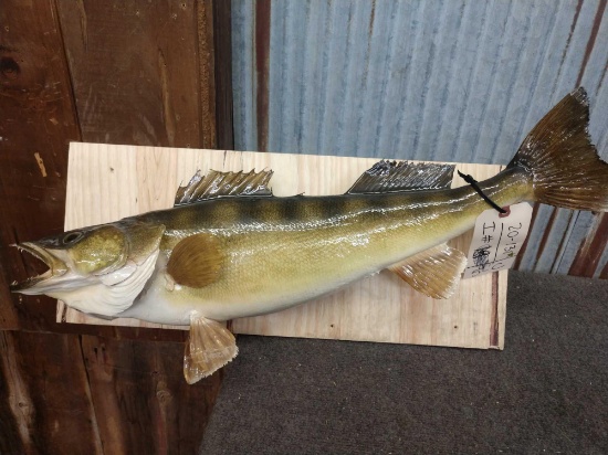 27" Walleye Fish Taxidermy