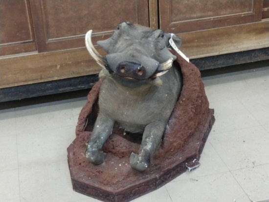 African Warthog in A Mud Hole Half Body Taxidermy Mount