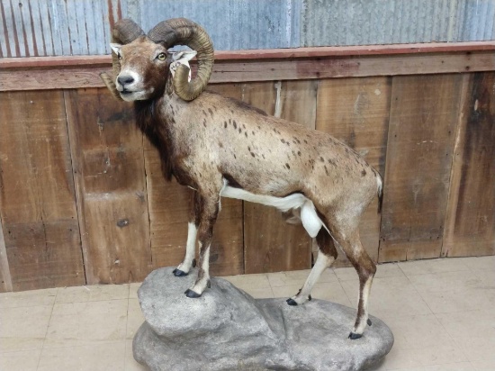 Corsican Ram Full Body Taxidermy Mount