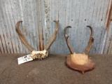 2 Sets Of Pronghorn Antelope Horns