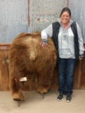Huge Grizzly Bear Rump Taxidermy