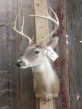 4x4 Whitetail Shoulder Mount Taxidermy