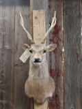 Sika Deer Shoulder Mount Taxidermy