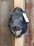 Wild Hog Shoulder Mount Taxidermy