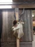 African Eland Shoulder Mount Taxidermy