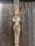 Axis Deer Half Body Taxidermy Mount