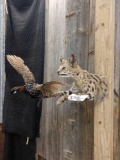 Juvenile African Cerval Cat Catching A Grouse Taxidermy Mount