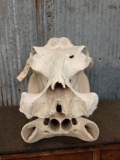 African Hippo Skull Taxidermy