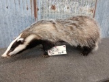 Badger Full Body Taxidermy Mount