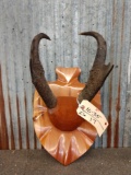 Set of Pronghorn Antelope Horns On Plaque