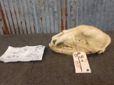 Black Bear Skull