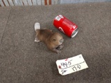 Baby Beaver Laying down Taxidermy