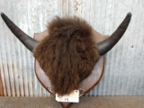 Bison Buffalo Horns On Plaque