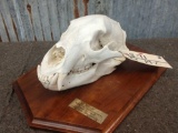 Black Bear Skull On Plaque